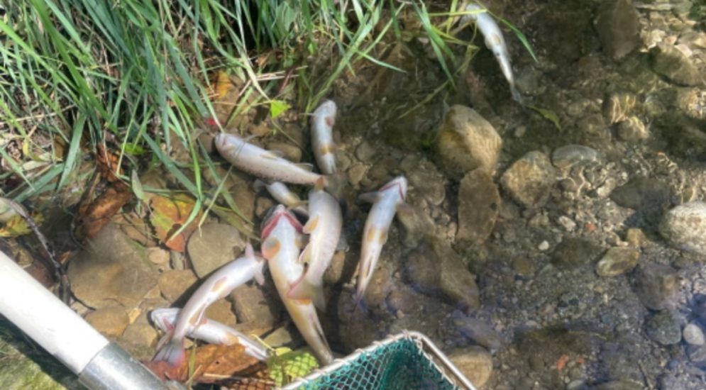 Belfaux FR: Hunderte tote Forellen wegen Privat-Swimmingpool