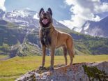 Deitingen SO: Diensthund Quma stellt drei Diebe im Maisfeld