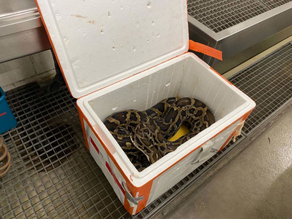 Oberwil ZG: Bei Kontrolle 2.5 Meter lange Tigerpython entdeckt