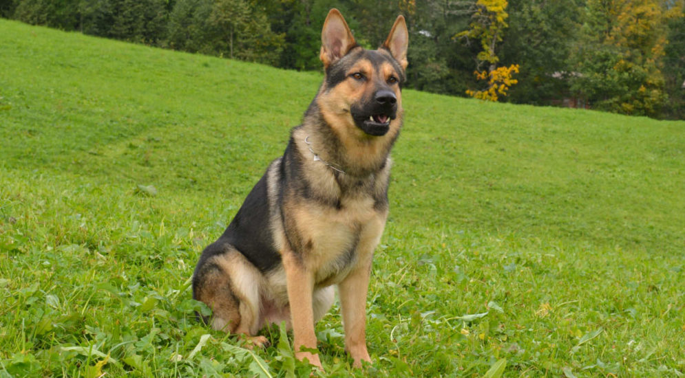 Meggen LU: Polizeihunde finden Einbrecher 3km vom Tatort entfernt