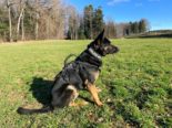 Plaffeien FR: Polizeihund Nox findet Einbrecher