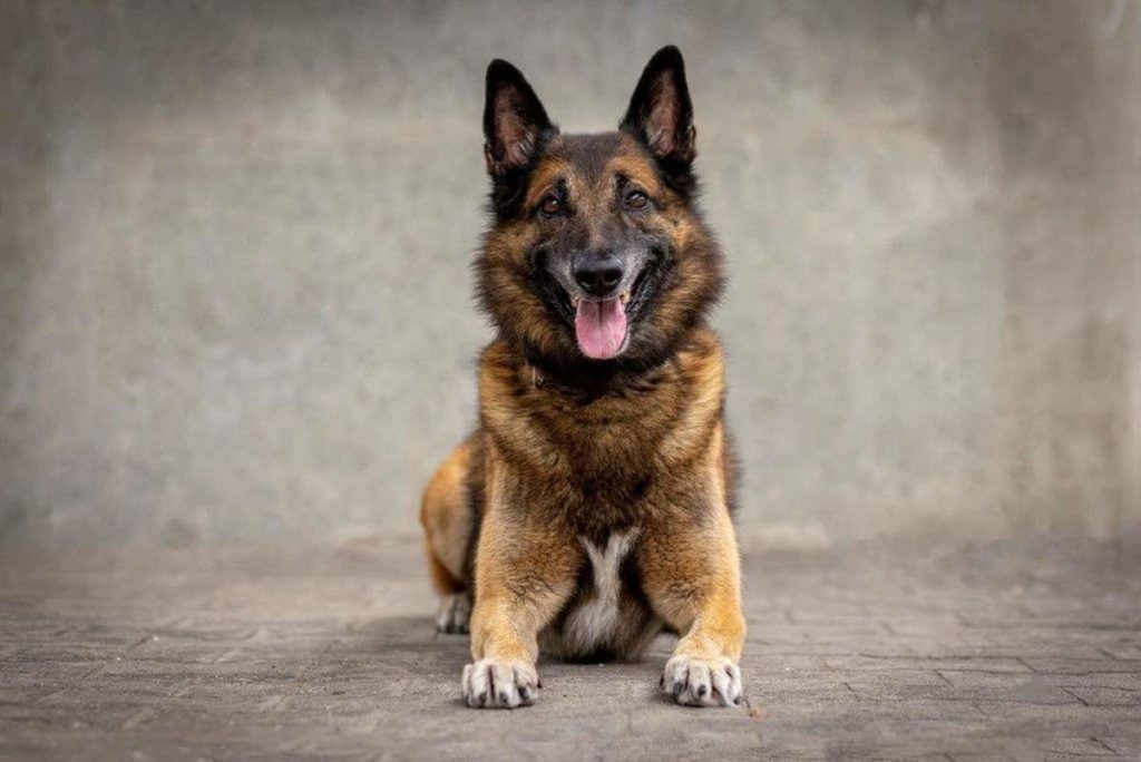 Waldenburg, Wenslingen BL: Polizeihund Gio stellt Nachwuchs-Diebe