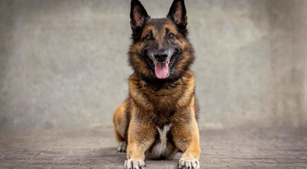 Waldenburg, Wenslingen BL: Polizeihund Gio stellt Nachwuchs-Diebe