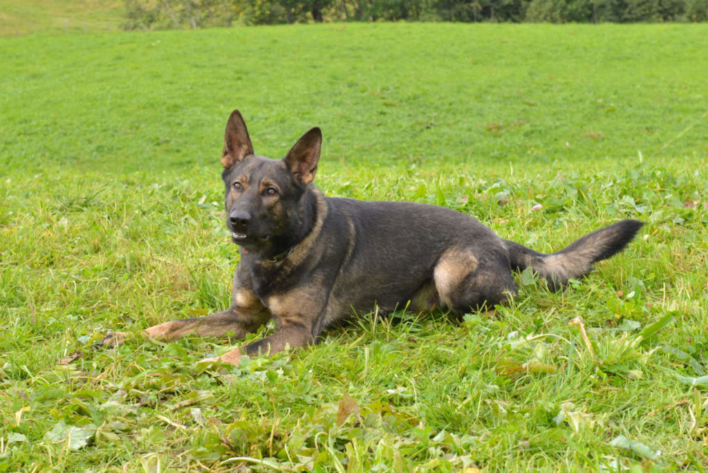 Stadt Luzern: Diebe dank Diensthund "Rusty" angehalten