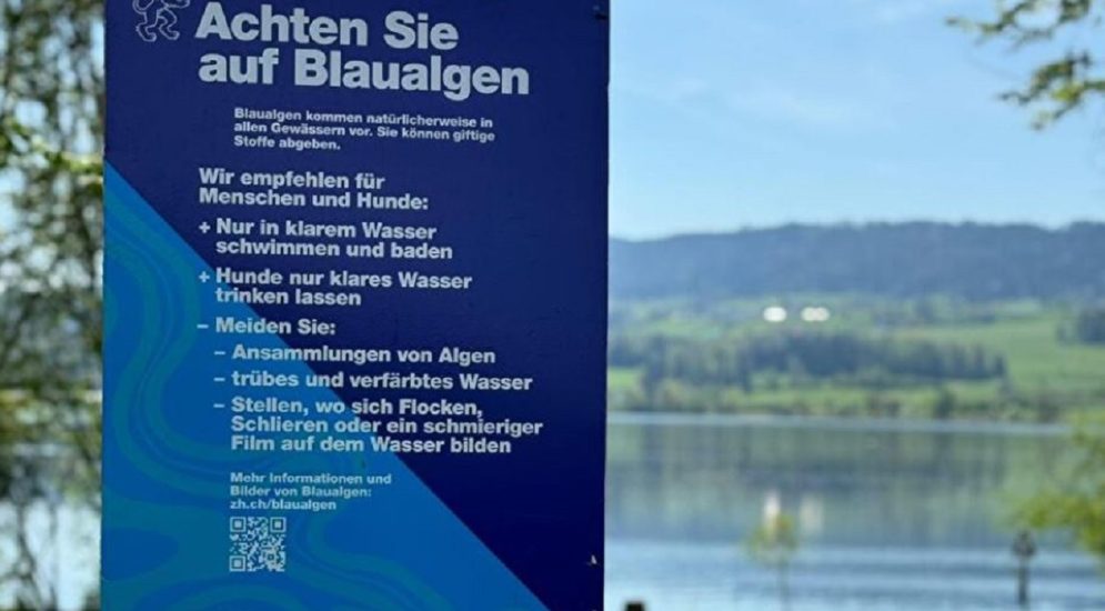 Uster ZH: Erhöhte Konzentrationen von Blaualgen im Greifensee!