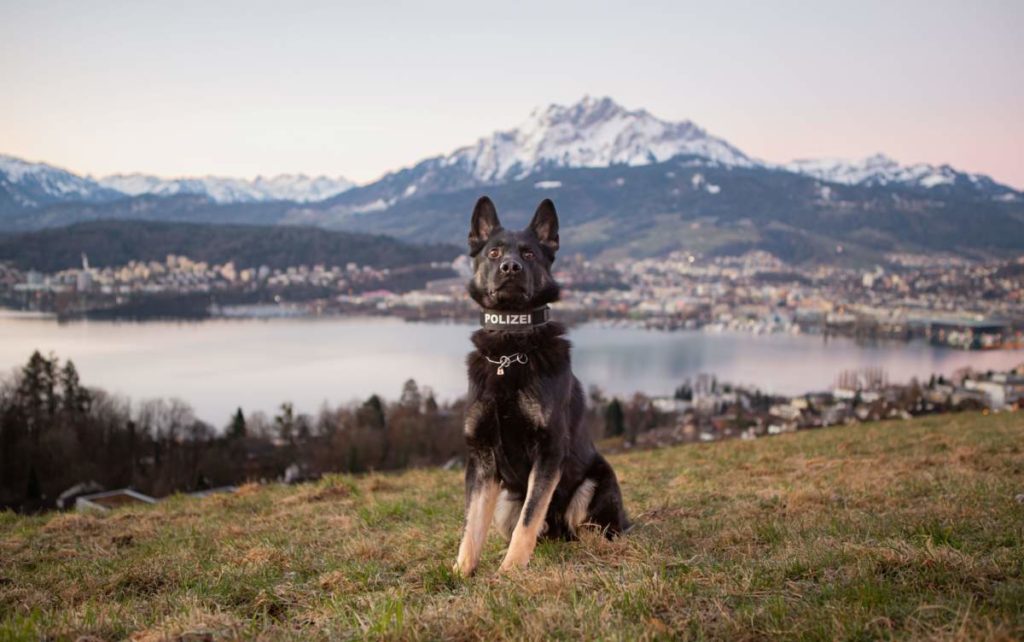 Meierskappel LU: Diensthund Norak spürt Diebe auf