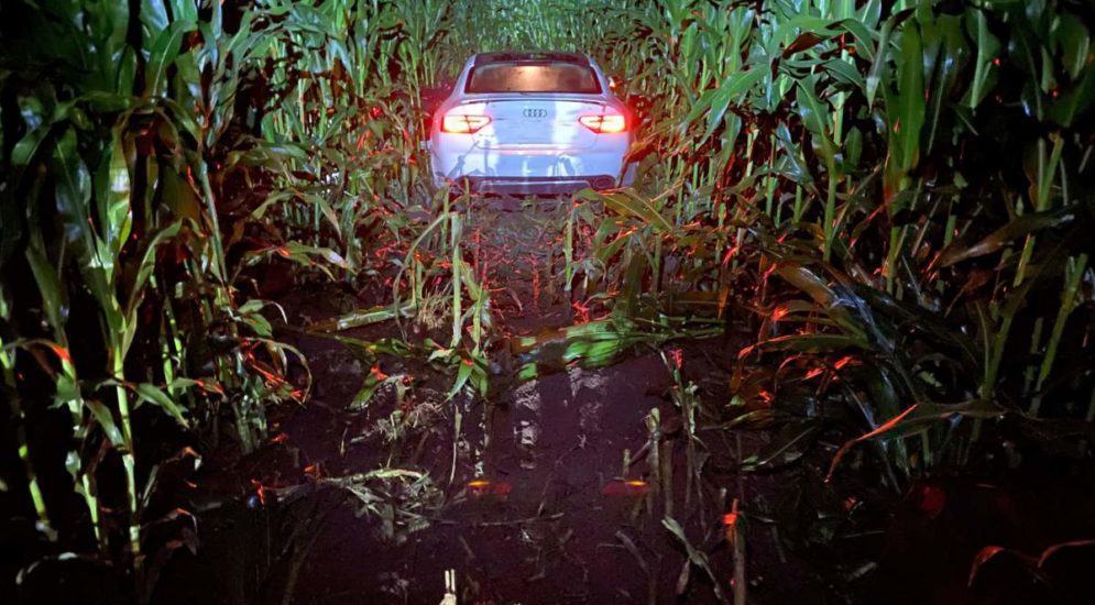 Auto steht im Maisfeld