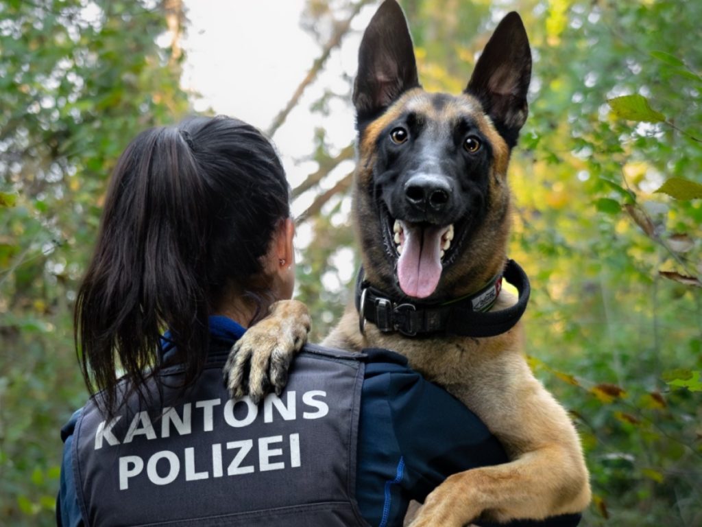 Polizeihund Malouk findet jugendliche Einbrecher in Aarau (AG)