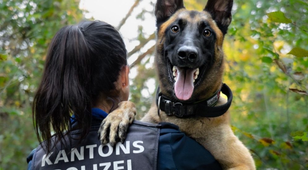 Polizeihund Malouk findet jugendliche Einbrecher in Aarau (AG)