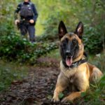 Polizeihund Malouk findet jugendliche Einbrecher in Aarau (AG)