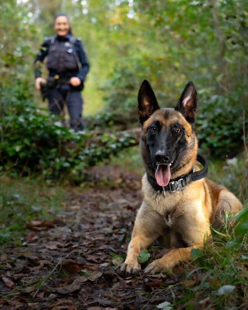 Polizeihund Malouk findet jugendliche Einbrecher in Aarau (AG)