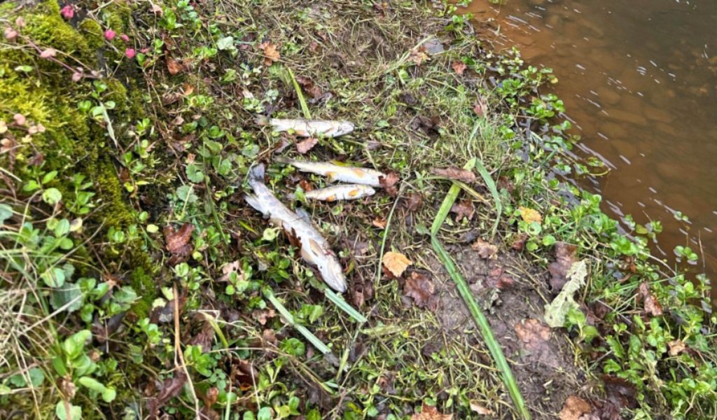 Fischsterben in Einsiedeln SZ durch Gülle