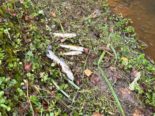 Fischsterben in Einsiedeln SZ durch Gülle