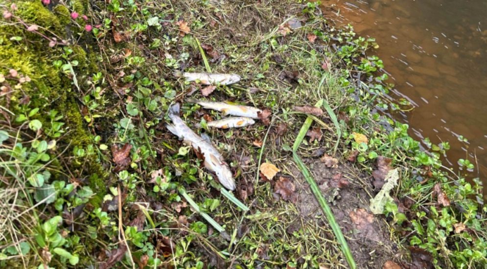 Fischsterben in Einsiedeln SZ durch Gülle