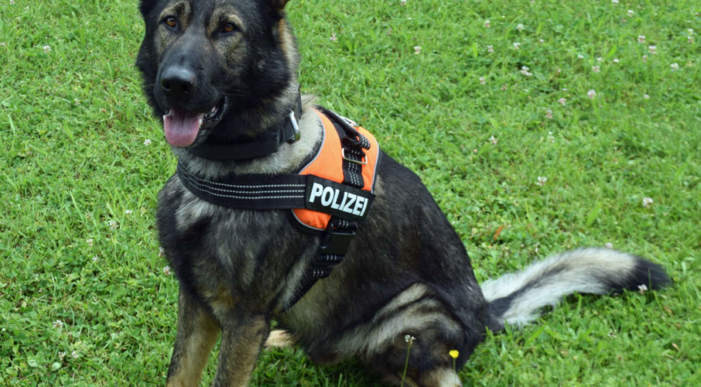 Gunzwil LU: Polizeihund «Fuego» spürt Einbrecher auf