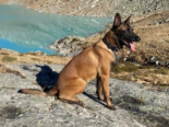 Polizeihund rettet flüchtigen Fahrer nach Unfall vor eisiger Nacht