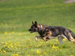 Polizeihündin läuft über Wiese